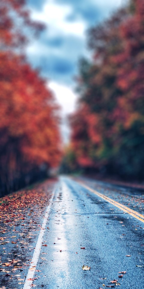 Highway Road Autumn Leaves CB Picsart Background HD