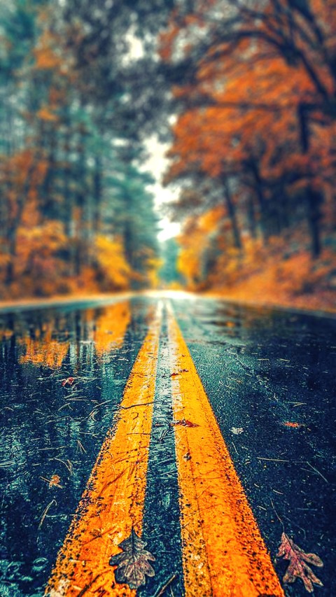 Highway Road Autumn Tree CB Picsart Background HD