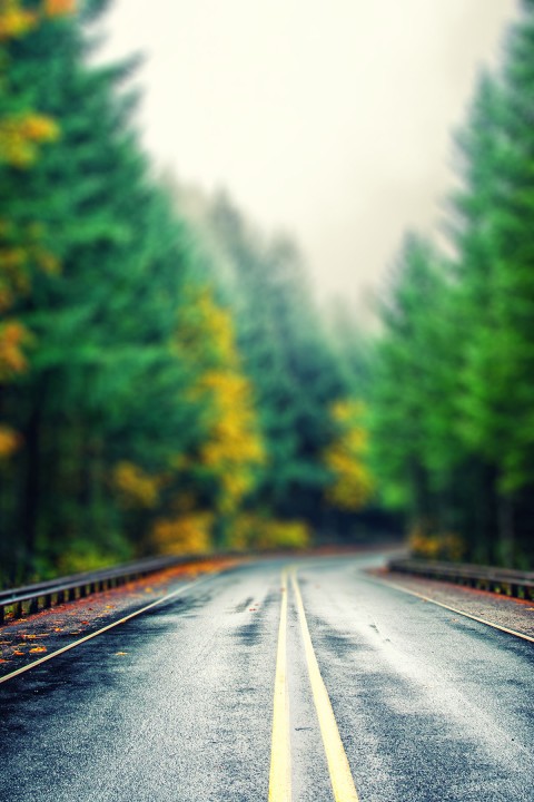 Highway Road Nature Tree CB Picsart Background HD