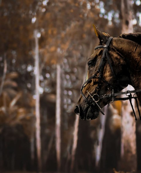 Horse CB Background Download