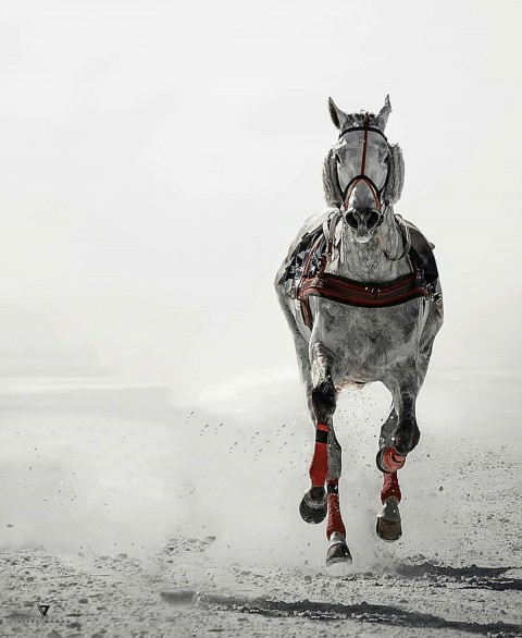 Horse Editing Picsart Background Download