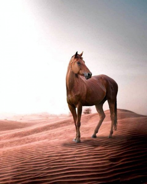 Horse In Registan PicsArt CB Editing  Background HD