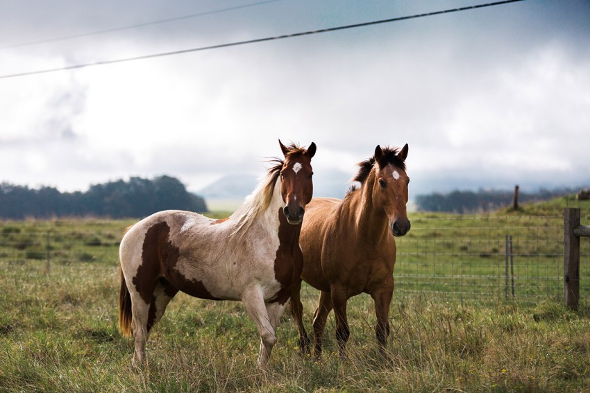 Horse Photoshop HD Background For CB PicsArt Photo Editing