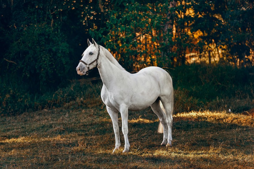 Horse Photoshop HD Background For CB PicsArt Photo Editing