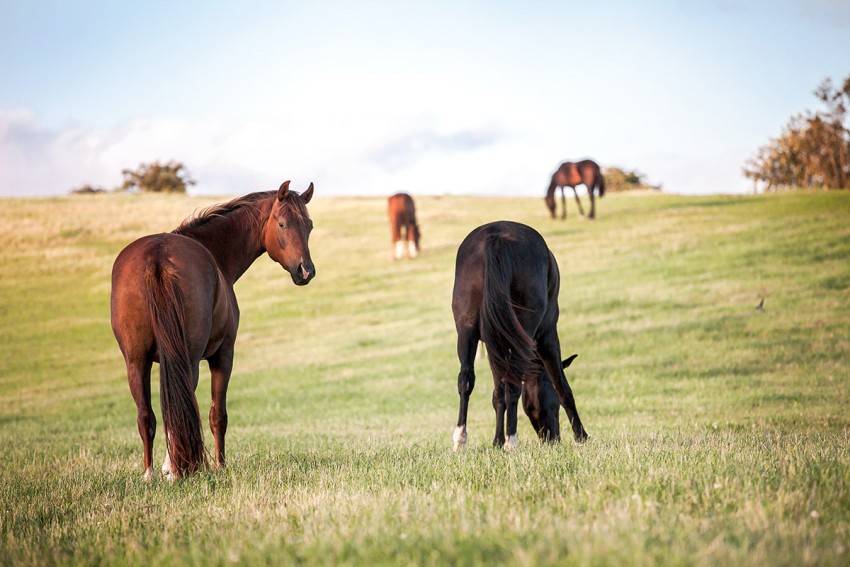 Horse Photoshop HD Background For CB PicsArt Photo Editing