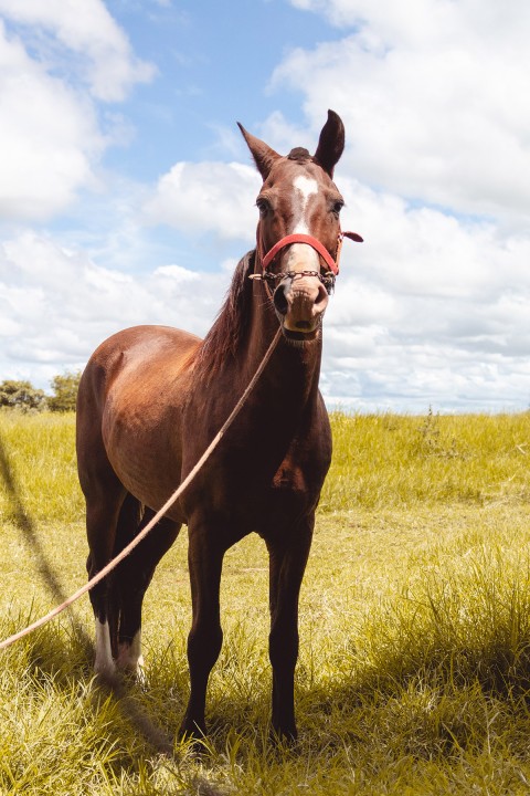 Horse Photoshop HD Background For CB PicsArt Photo Editing