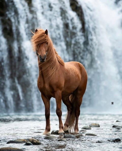 Horse Standing PicsArt CB Editing Background HD