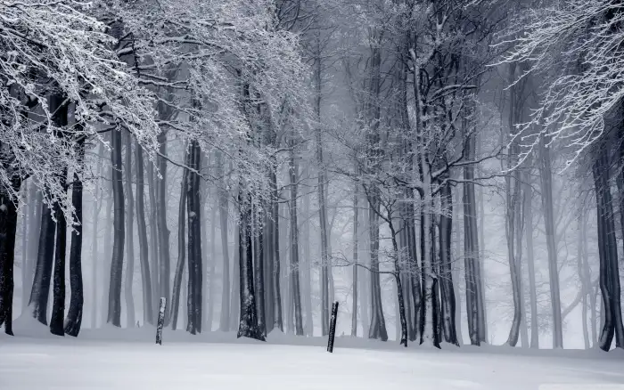 Ice Winter Forest Background HD Wallpaper Free