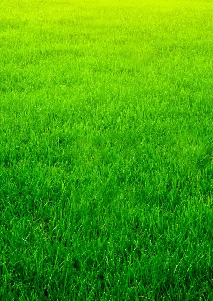 iPhone Green Grass Background HD Images Free