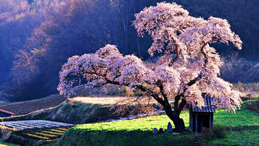 Japan Anime Tree Background HD Images Photos Download