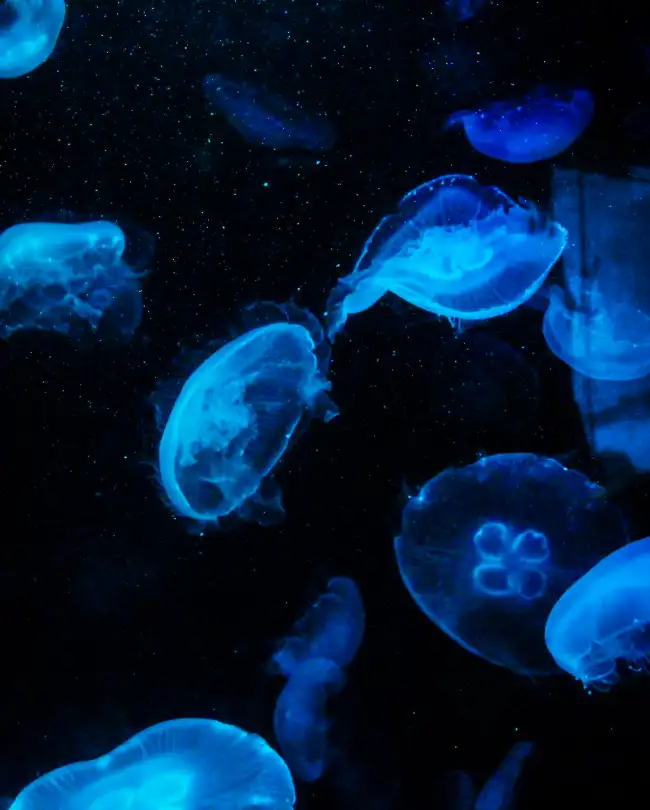 Jellyfish CB Edit Background HD Download