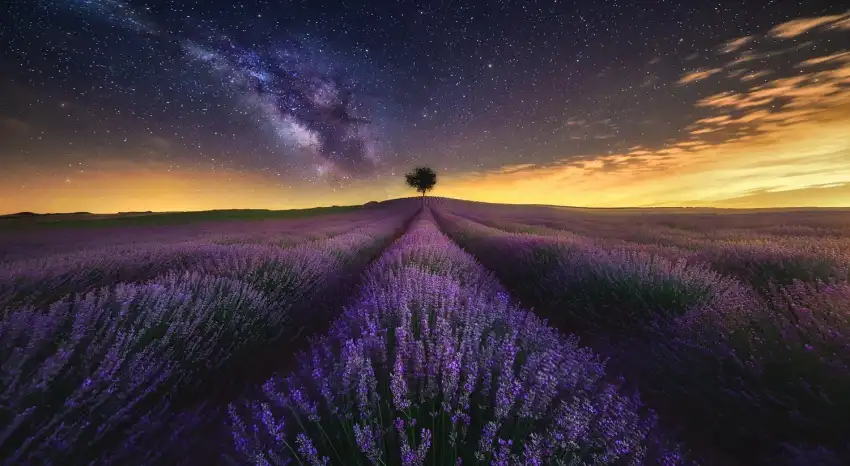 Lavender Field Background Full HD Images Download