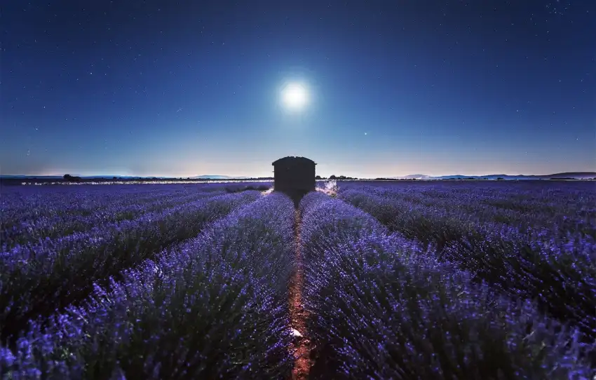 Lavender Field Background Full HD Images Download