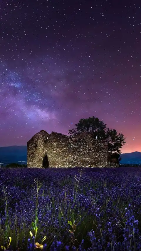 Lavender Field Background HD Images Download