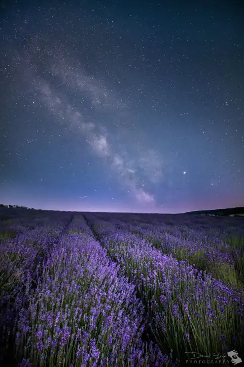 Lavender Field Background HD Images Download