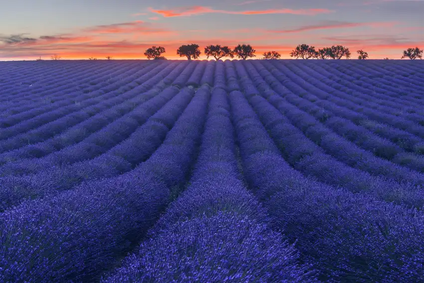 Lavender Field Background Image Photo HD Download= Free