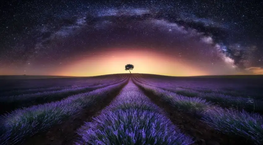 Lavender Field Background Image Photo HD Download= Free