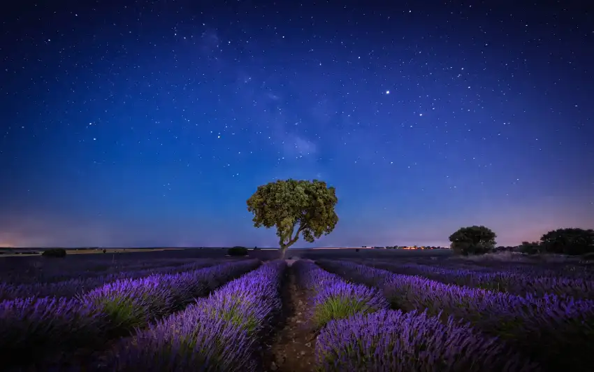 Lavender Field Background Wallpaper HD Download