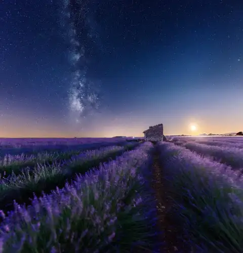 Lavender Field Background Wallpaper HD Download