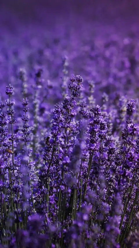 Lavender Field Phone Background HD Download