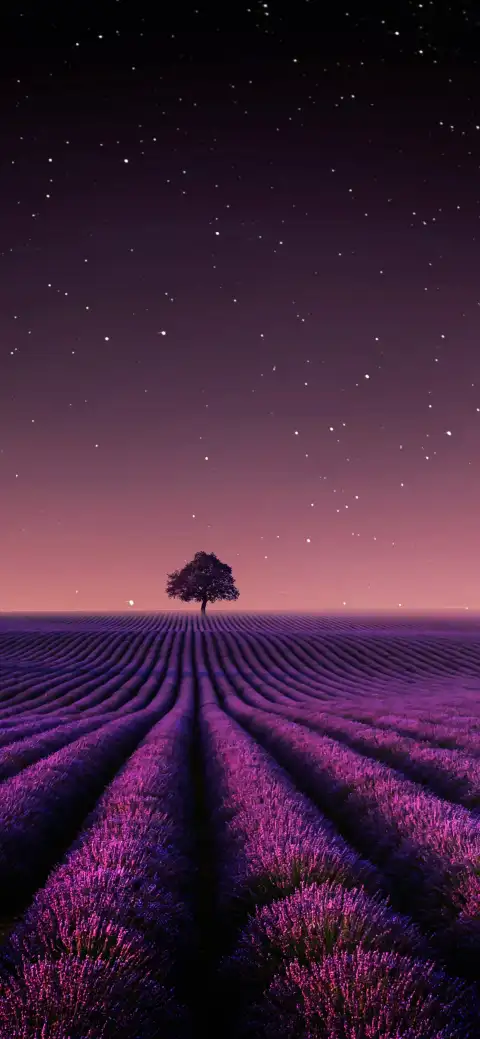 Lavender Field Phone Background HD Download