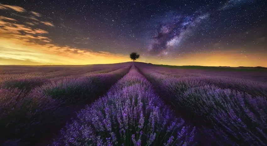 Lavender Field Wallpaper Background HD Download