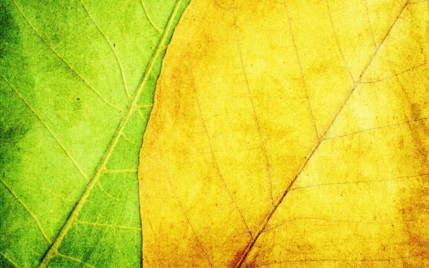 Leaf Texture HD Background Wallpaper