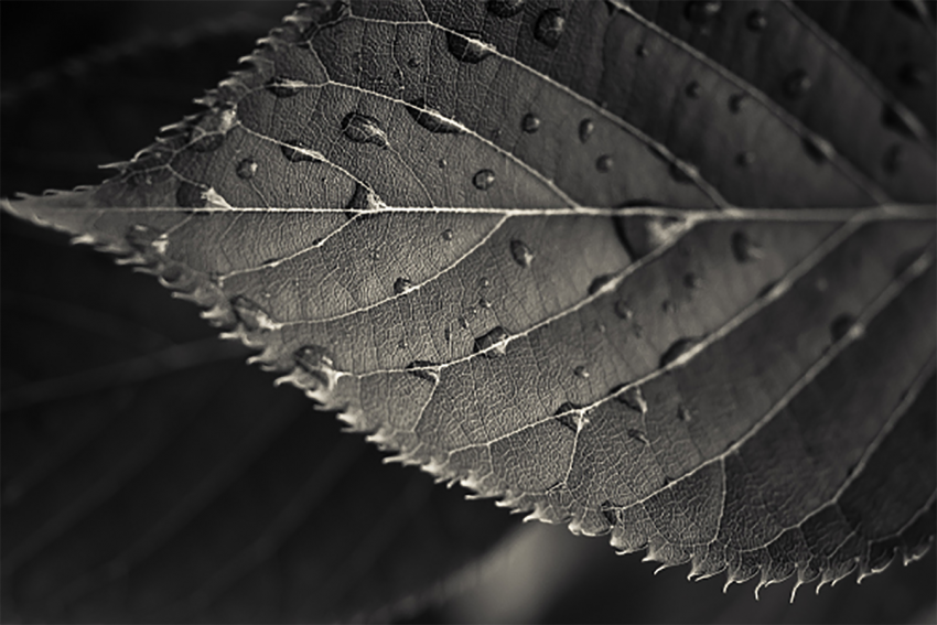 Leaf Texture HD Background Wallpaper