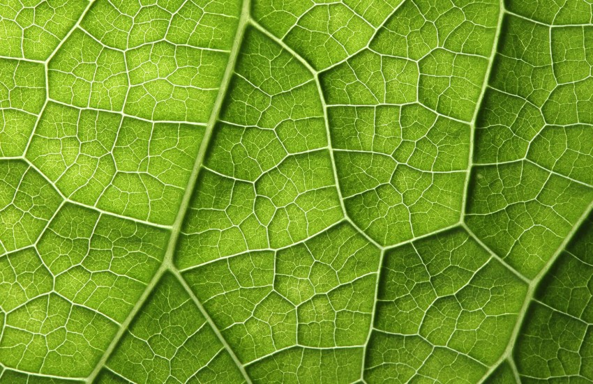 Leaf Texture HD Background Wallpaper