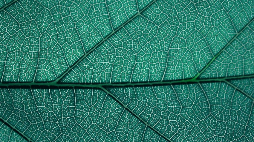 Leaf Texture HD Background Wallpaper