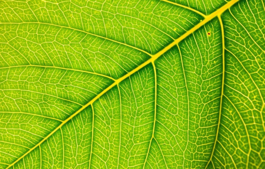 Leaf Texture HD Background Wallpaper