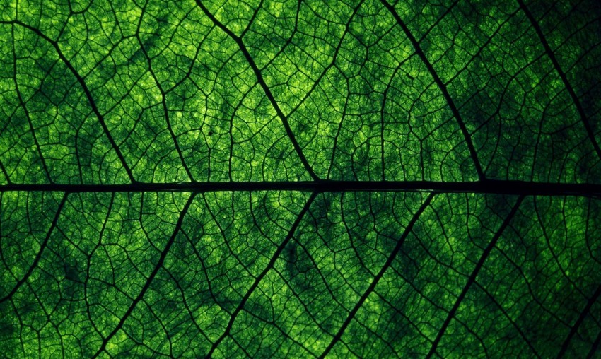 Leaf Texture HD Background Wallpaper