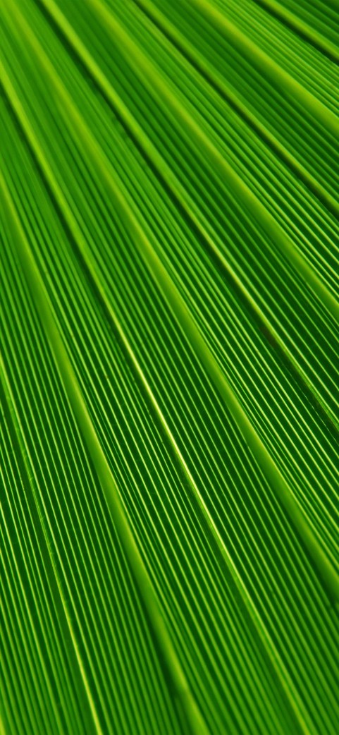 Leaf Texture HD Background Wallpaper