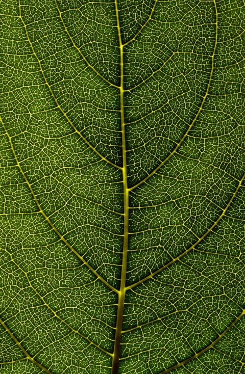 Leaf Texture HD Background Wallpaper