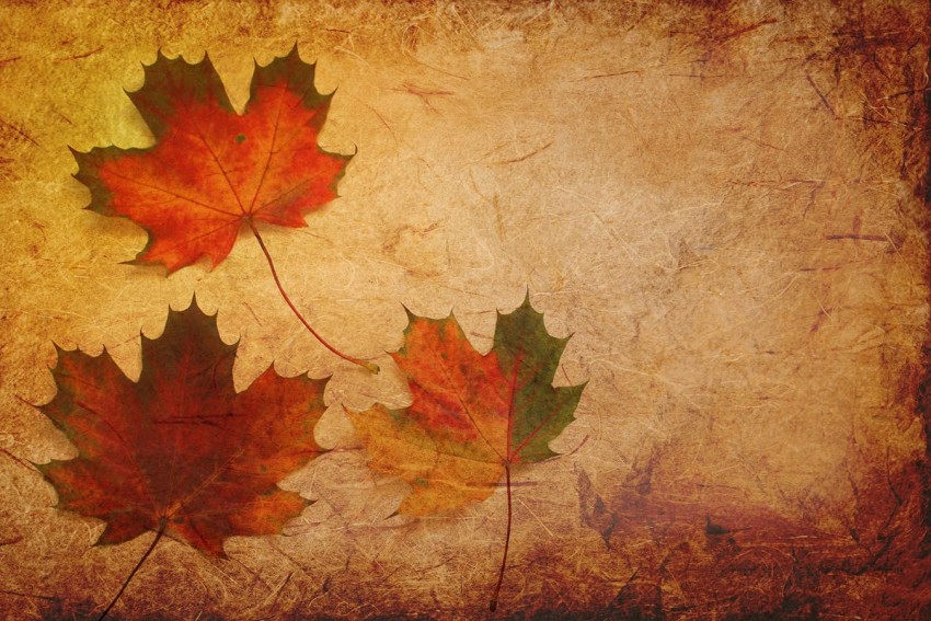 Leaf Texture HD Background Wallpaper