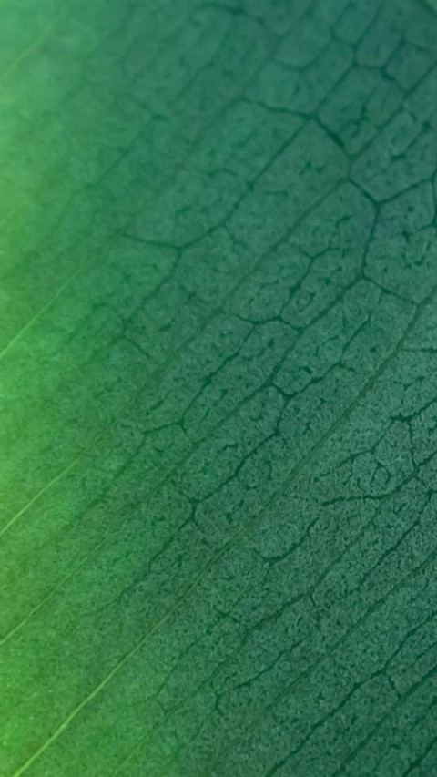 Leaf Texture HD Background Wallpaper