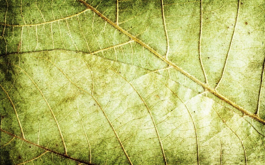 Leaf Texture HD Background Wallpaper