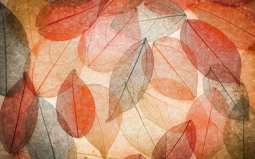 Leaf Texture HD Background Wallpaper