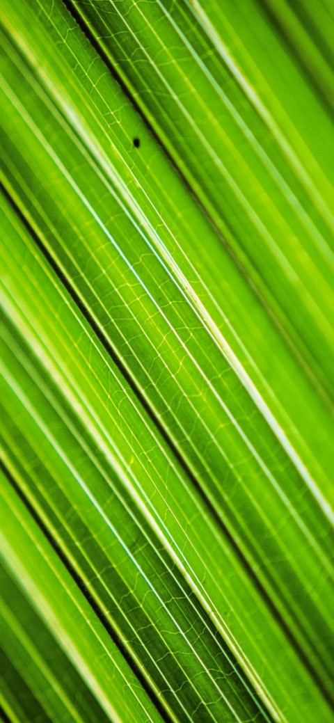 Leaf Texture HD Background Wallpaper