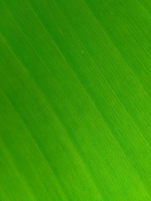 Leaf Texture HD Background Wallpaper