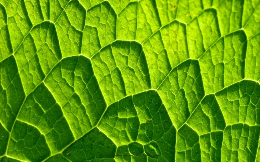 Leaf Texture HD Background Wallpaper