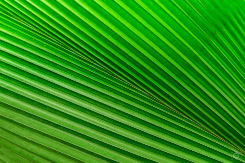 Leaf Texture HD Nature Background Wallpaper