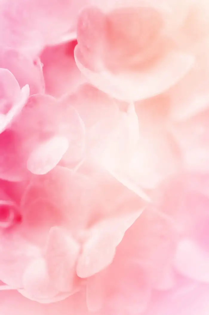 Light Pink Background HD Images