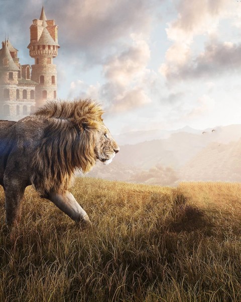 Lion Photo Editing HD Background Download