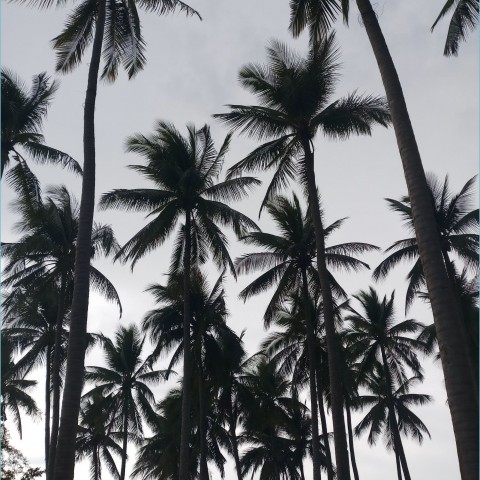 Long Palm Tree Background HD Images Donwload