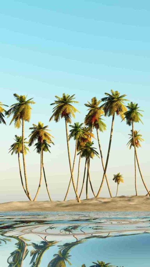 Long Palm Tree Background HD Images Donwload