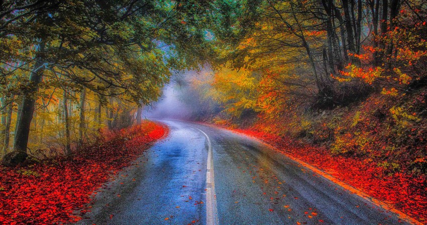 Long Tree Forest Nature Road Background HD Download