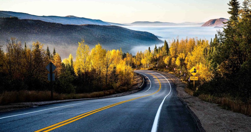 Long Tree Forest Nature Road Background HD Download