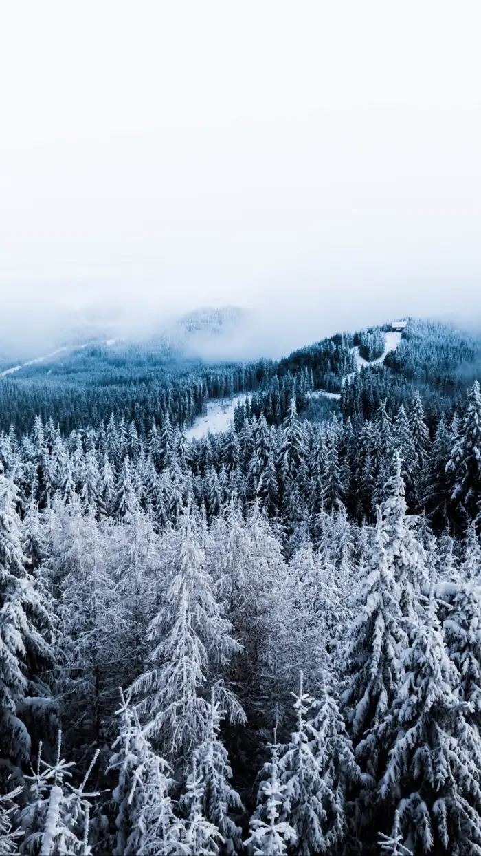 Mobile Aerial View Snow Covered Forest Background