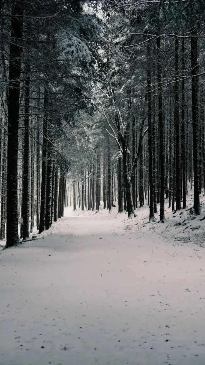 Mobile Road Path Winter Forest Background HD Images